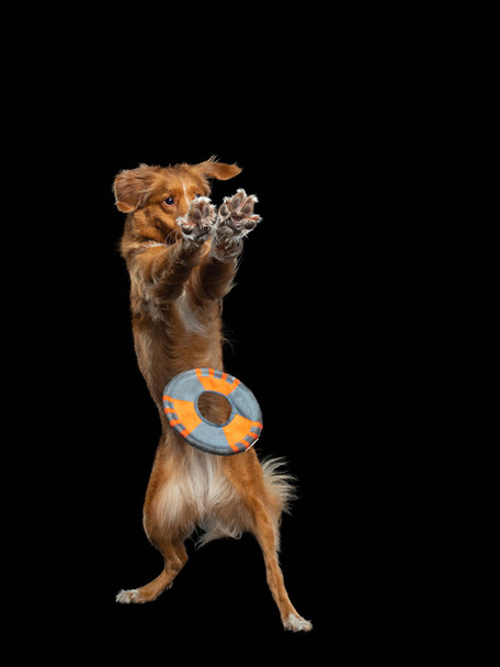Dog jumping over the disc. Pet in the studio on a black background. - Fotó, kép
