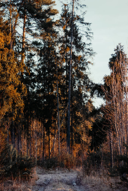 Bir çam ağacının bir parçası - mavi bir yaz gökyüzüne karşı - Fotoğraf, Görsel