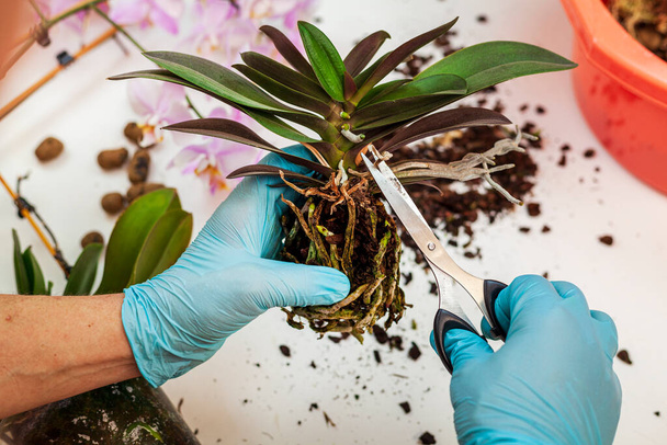 Орхидея, готовая к трансплантации, лежит на столе рядом с почвой для орхидей. На столе ножницы, резиновые перчатки, пластиковый цветочный горшок. - Фото, изображение