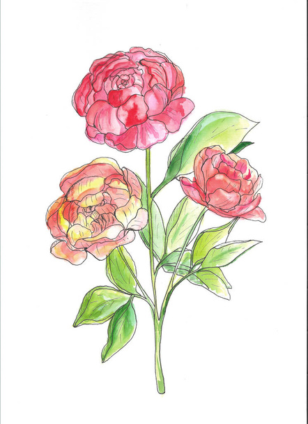 Watercolor peonies on white background. Hand drawn flowers. Element for design. - Fotó, kép