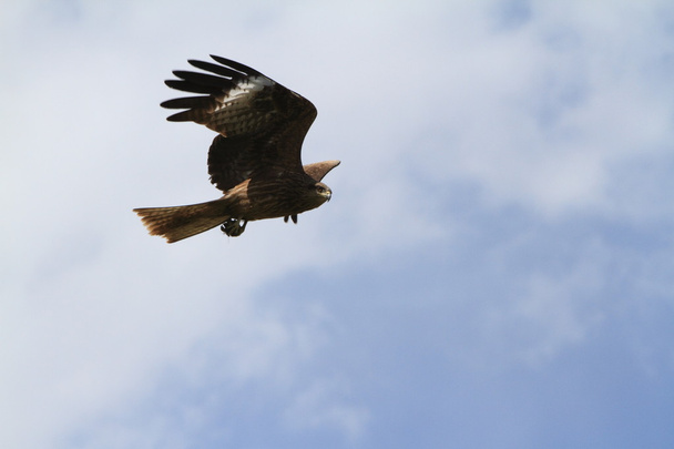 Black Kite - Photo, Image