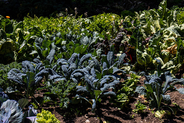 Овощи выращивали в органическом саду - Фото, изображение