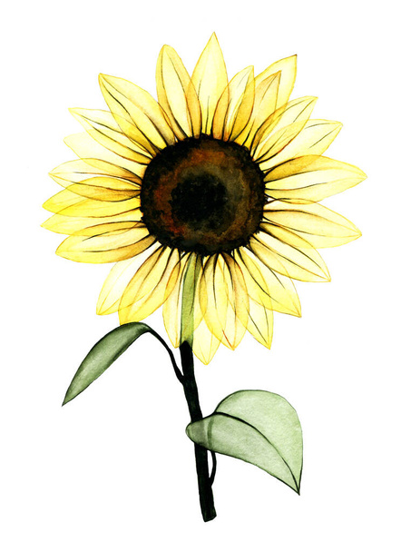 Aquareltekening. transparante zonnebloem geïsoleerd op witte achtergrond. transparante bloem, gele zonnebloem. clipart - Foto, afbeelding