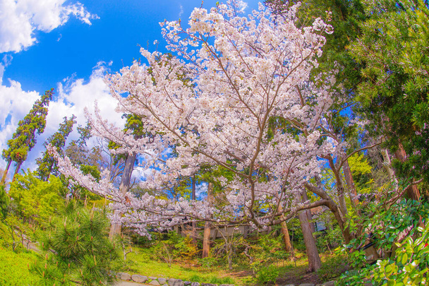 Engakuji de la plena floración del cerezo (Kamakura, Prefectura de Kanagawa) - Foto, imagen