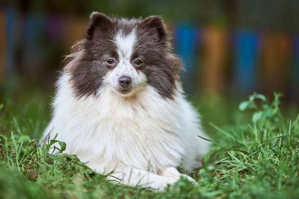 Pomeranian Spitz koira puutarhassa. Söpö pomeranian pentu kävelyllä, valkoinen musta väri. Perheystävällinen hauska Spitz pom koira, vihreä ruoho tausta. - Valokuva, kuva