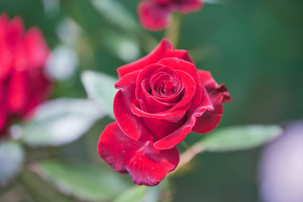 Punainen ruusu kukkia puutarhassa. Kauniita kukkia pensas, ihana lahja naiselle. Koristeellinen ruusupensas - Valokuva, kuva