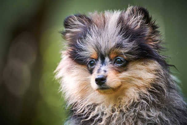 Pomeranian Spitz pentu puutarhassa, lähikuva kasvot muotokuva. Söpö pomeranialainen koira kävelyllä. Pentu musta, harmaa ja ruskea väri. Perheystävällinen hauska Spitz pom koira, vihreä ruoho tausta. - Valokuva, kuva