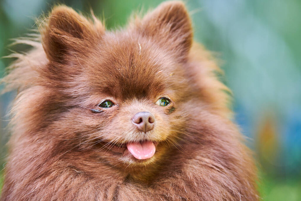 Pomeranian Spitz pes v zahradě, zblízka portrét obličeje. Roztomilé hnědé pomeranian štěně na procházce. Family friendly funny Spitz pom dog, green grass background. - Fotografie, Obrázek