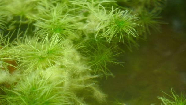 Zelená vodní vertikální rostlina pod vodou s přírodním pozadím. - Fotografie, Obrázek