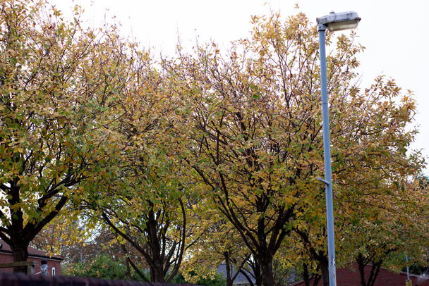 秋の木々とランプポスト - 写真・画像
