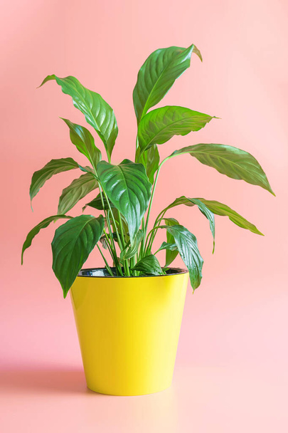 Home plant spathiphyllum in a yellow pot on a pink background. Indoor floriculture concept. - Photo, image