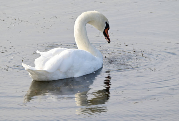 hermoso cisne blanco nadando en la superficie del agua del lago en el día de verano  - Foto, Imagen