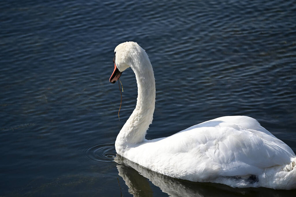 bellissimo cigno bianco nuotare sulla superficie dell'acqua del lago - Foto, immagini