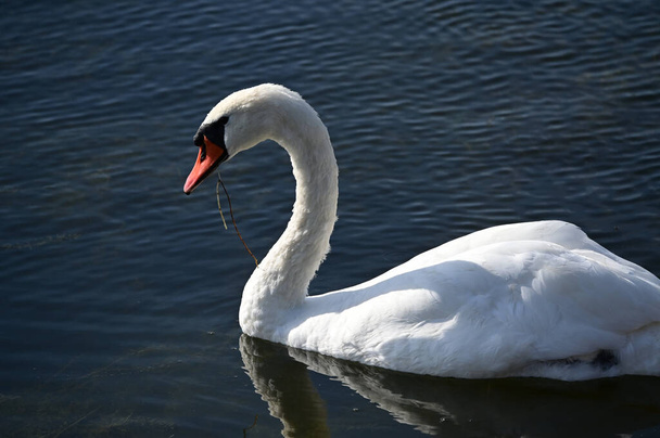 beautiful white swan swimming on lake water surface - Zdjęcie, obraz