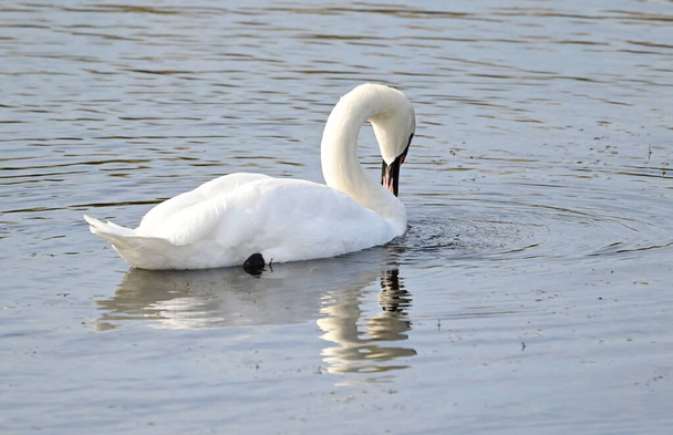 hermoso cisne blanco nadando en la superficie del agua del lago en el día de verano  - Foto, Imagen