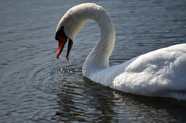 beautiful white swan swimming on lake water surface - Zdjęcie, obraz