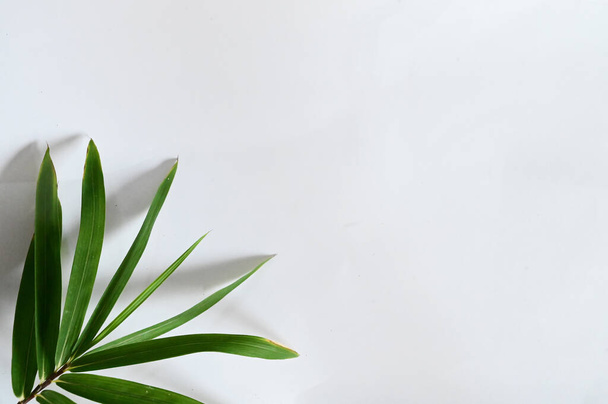 φρέσκα πράσινα φύλλα που απομονώνονται σε λευκό φόντο, κοντινή θέα  - Φωτογραφία, εικόνα