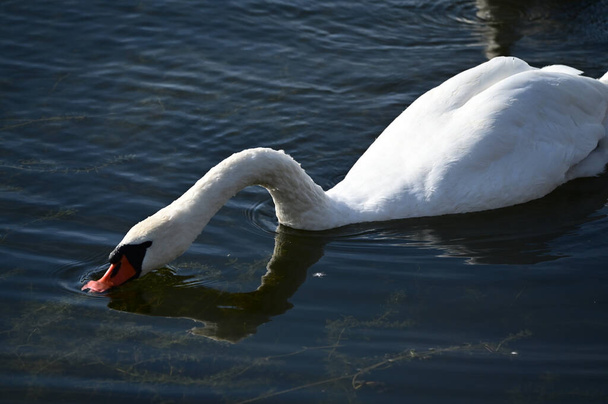 beau cygne blanc nageant à la surface du lac - Photo, image