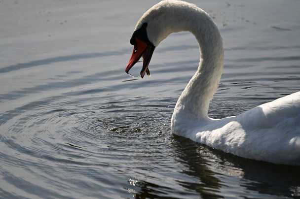 bellissimo cigno bianco nuotare sulla superficie dell'acqua del lago - Foto, immagini