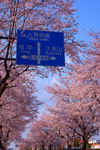 調布の満開の桜 - 写真・画像