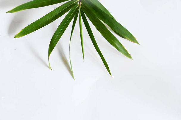 verse groene bladeren geïsoleerd op witte achtergrond, dichtbij uitzicht  - Foto, afbeelding