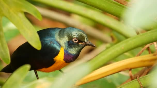 熱帯雨林で黄金の胸肉ロイヤルスターリング。緑豊かな葉のエキゾチックなアフリカの野生の鳥。カラフルな羽、虹色の複数の色の羽。ジャングルパラダイスフォレスト内の木のキャノピー - 映像、動画