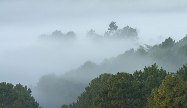 Misty tree forest on the mountain landscape in the morning, thai - Photo, Image