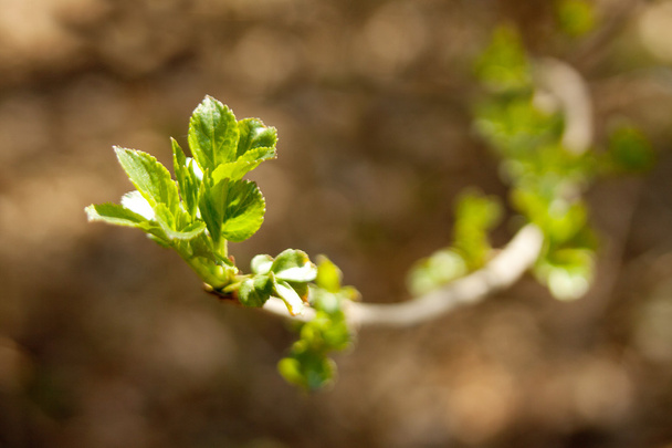 The first spring gentle leaves, buds and branches macro backgrou - Foto, immagini