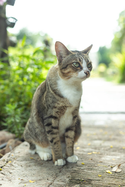 I gatti come un animale malizioso sono alla ricerca di qualcosa da mangiare o giocattoli - Foto, immagini