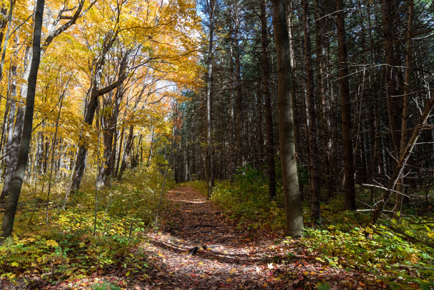 The trail along which the section between the maple forest and the pine forest passes - 写真・画像