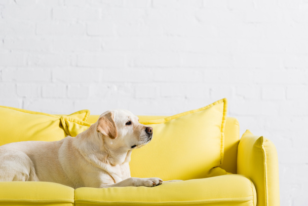 side view of labrador dog lying on soft yellow sofa at home - Photo, Image