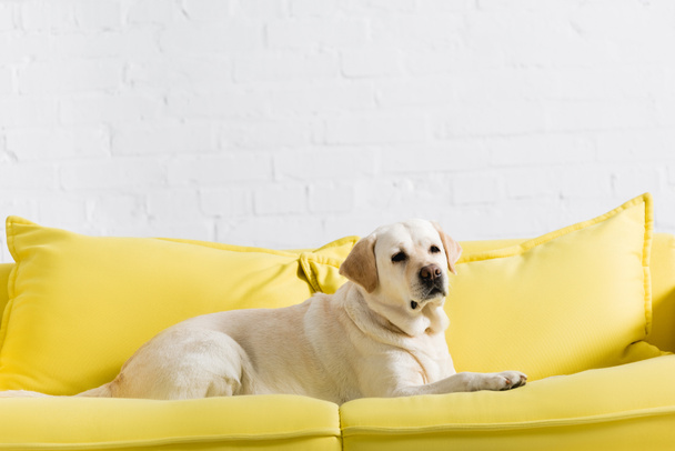 собака-лабрадор лежит на мягком желтом диване возле стены из белого кирпича - Фото, изображение