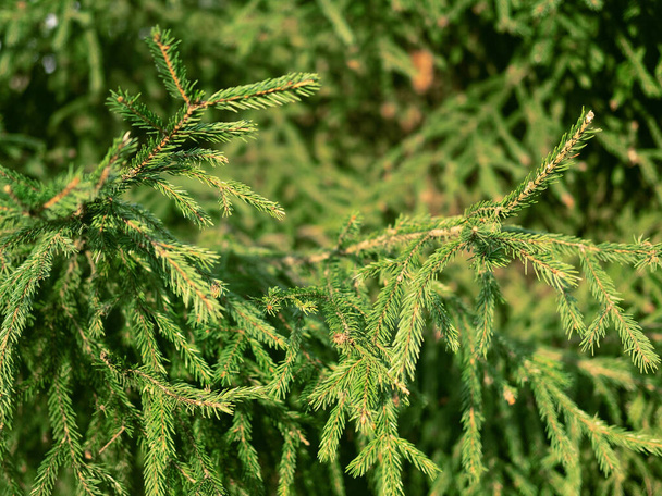 Evergreen fir tree branches close up as a christmas background. - Fotó, kép