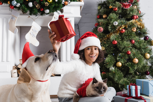 興奮したアフリカ系アメリカ人の女の子はギフトボックスを持ちながらラブラドール犬と猫とクリスマスツリーの近くに座って - 写真・画像
