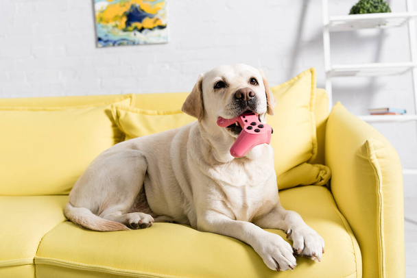 KYIV, UKRAINE - OCTOBER 02, 2020: Retriever with joystick lying on sofa at home on blurred background - Foto, Imagen