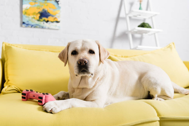 KYIV, UKRAINE - OCTOBER 02, 2020: Retriever looking at camera, while lying on sofa with joystick on blurred background - Photo, Image