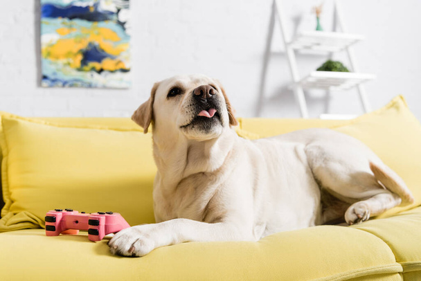 KYIV, UKRAINE - OCTOBER 02, 2020: Retriever with sticking out tongue lying on sofa with pink joystick on blurred background - Фото, изображение