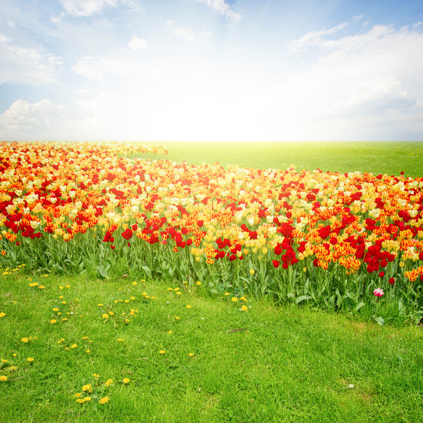 zelený trávník s tulipány - Fotografie, Obrázek