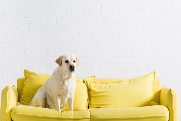 labrador odwracając wzrok, siedząc na żółtej kanapie w domu - Zdjęcie, obraz