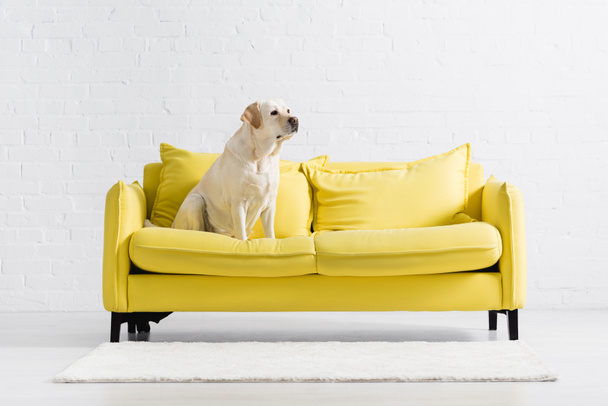 Ретривер смотрит в сторону, сидя дома на желтом диване - Фото, изображение