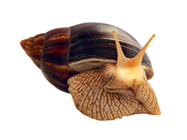 Achatina snail isolated on white background taken closeup.Front view. - Photo, Image