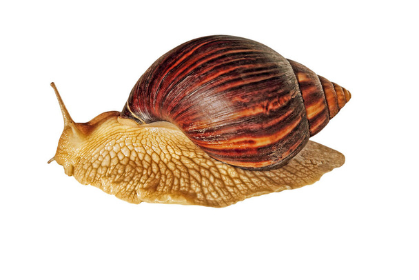 Achatina snail.Giant african snail isolated on white background. - Photo, Image