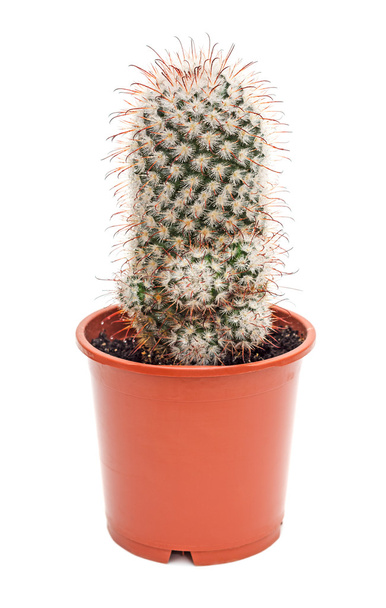 cactus en maceta - Foto, Imagen