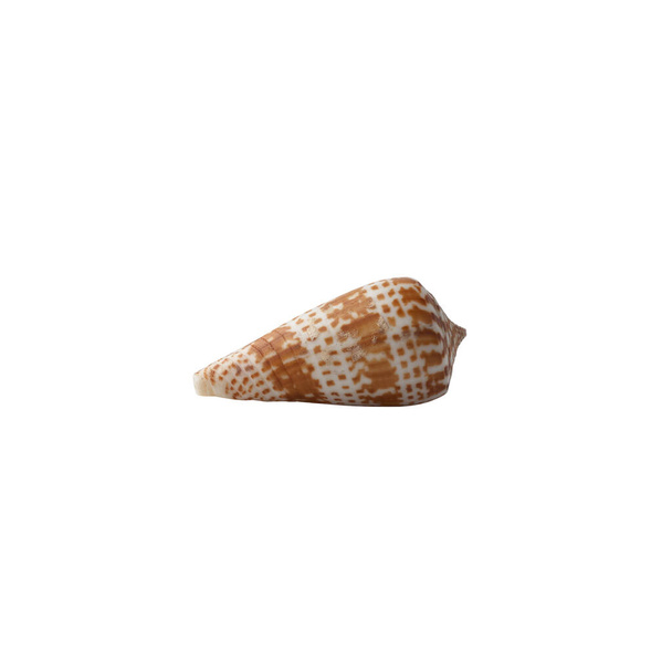 Seashell isolated on white background. - Photo, Image