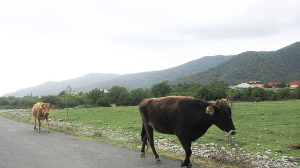 Cows walking on the side of a main village road - Foto, imagen