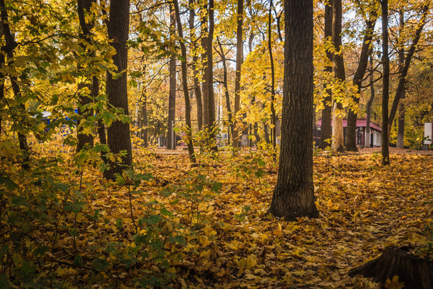 maple oak forest with yellow leaves in warm autumn.  - Valokuva, kuva