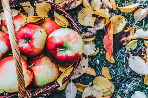 Autumn flatley. Apples with yellow leaves in a wicker eco basket. - Фото, зображення