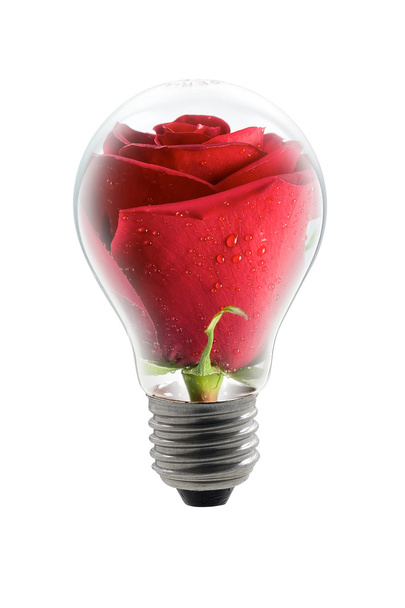 Rose-bulb - Fotografie, Obrázek