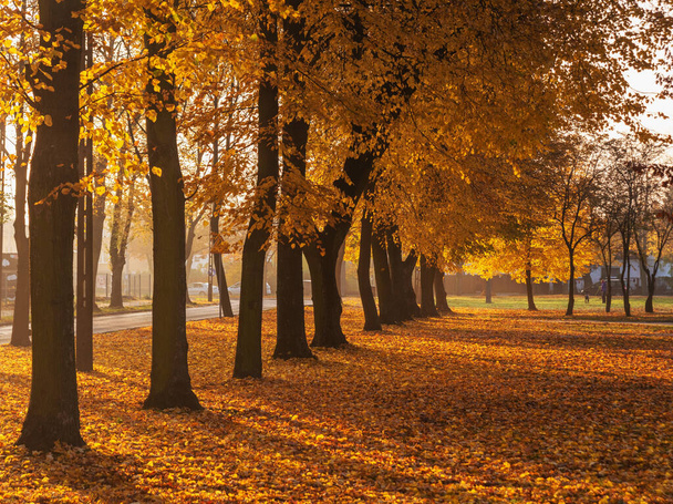 Złota jesień w górach z porannymi mgłami i żółto-czerwonymi liśćmi na drzewach - Zdjęcie, obraz