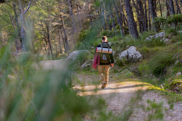 Young male hiker walking on a mountain path in the middle of a vast forest of pine trees and undergrowth, man from behind carries large backpack with camping equipment. - Photo, image